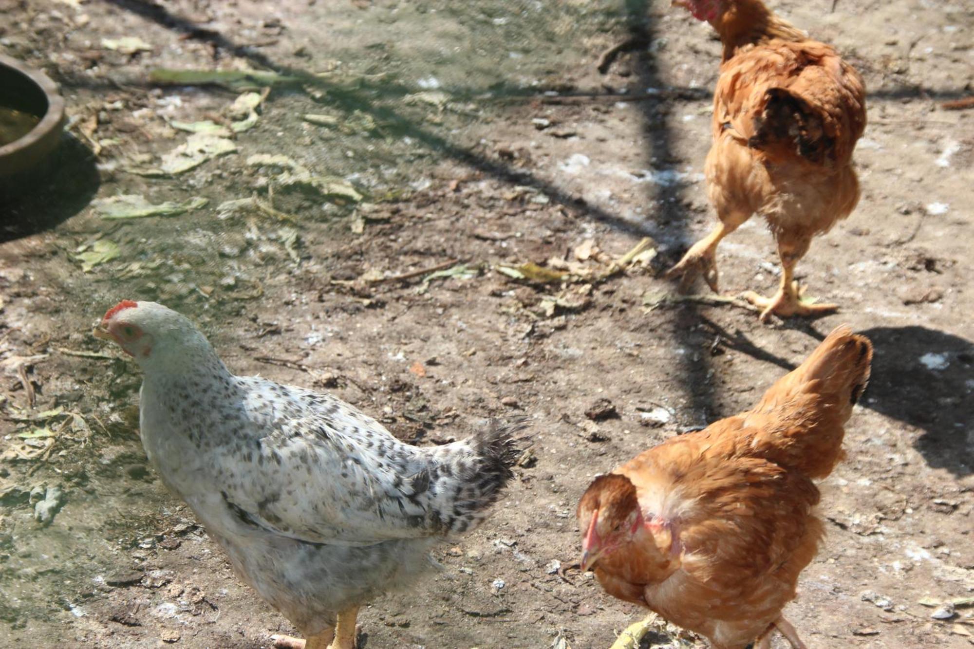 فيلا Bio Quinta Do Pantano, Agro Turismo Santo Antonio da Serra المظهر الخارجي الصورة
